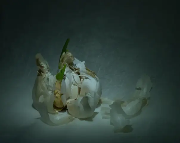 Patricia_Martin-Colour_Print-19pts-Garlic