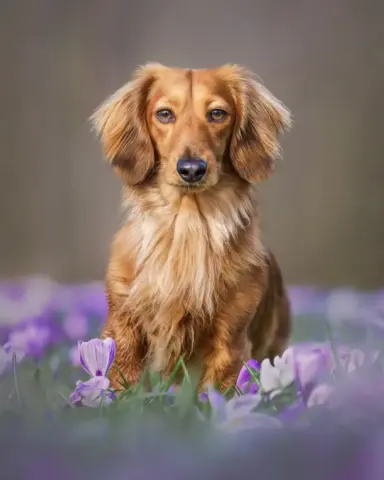 Phillip_Jolly-Colour_Print-20pts-Amongst_the_Crocuses