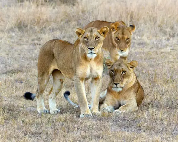 17pts-Fiona_Jenkins-PDI-Hunting_party