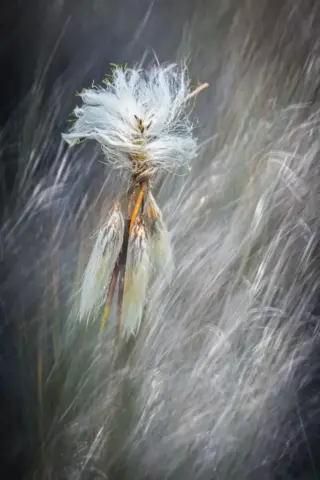 17pts-June_Parry-Colour_Print-Whispers_of_Cotton