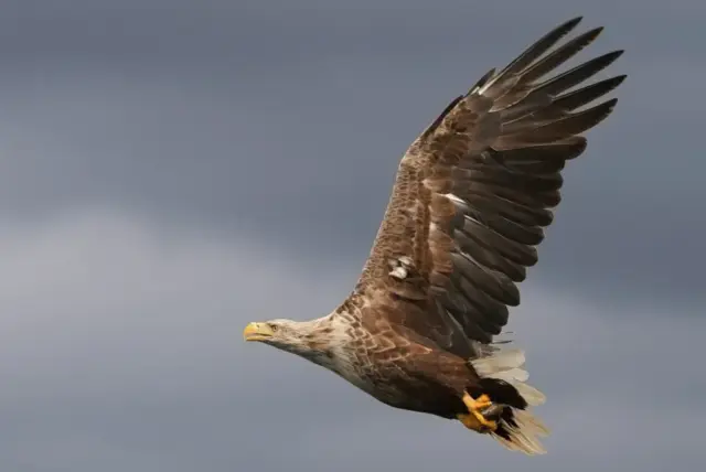 17pts-Lorraine_Walker-PDI-White_Tailed_Sea_Eagle_on_Mull