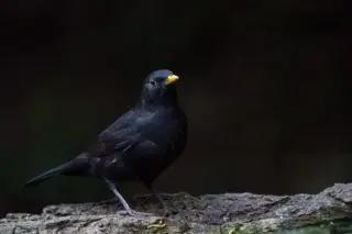 19pts-Bob_Walker-PDI-Into_the_light_of_the_dark_black_night