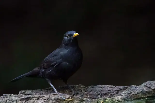 19pts-Bob_Walker-PDI-Into_the_light_of_the_dark_black_night