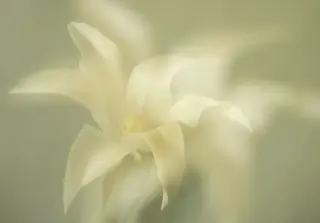 19pts-Patricia_Martin-Colour_Print-White_Lily