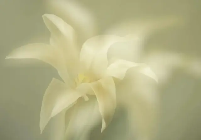 19pts-Patricia_Martin-Colour_Print-White_Lily