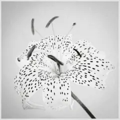 19pts-Patricia_Martin-Mono_Print-Yellow_Martagon_Lily_in_Mono