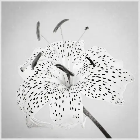 19pts-Patricia_Martin-Mono_Print-Yellow_Martagon_Lily_in_Mono