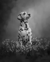 20pts-Phillip_Jolly-Mono_Print-Amongst_the_Snowdrops