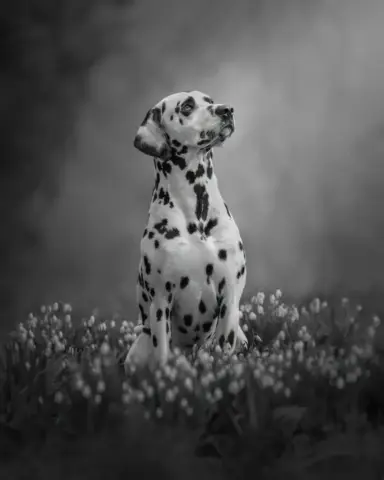 20pts-Phillip_Jolly-Mono_Print-Amongst_the_Snowdrops